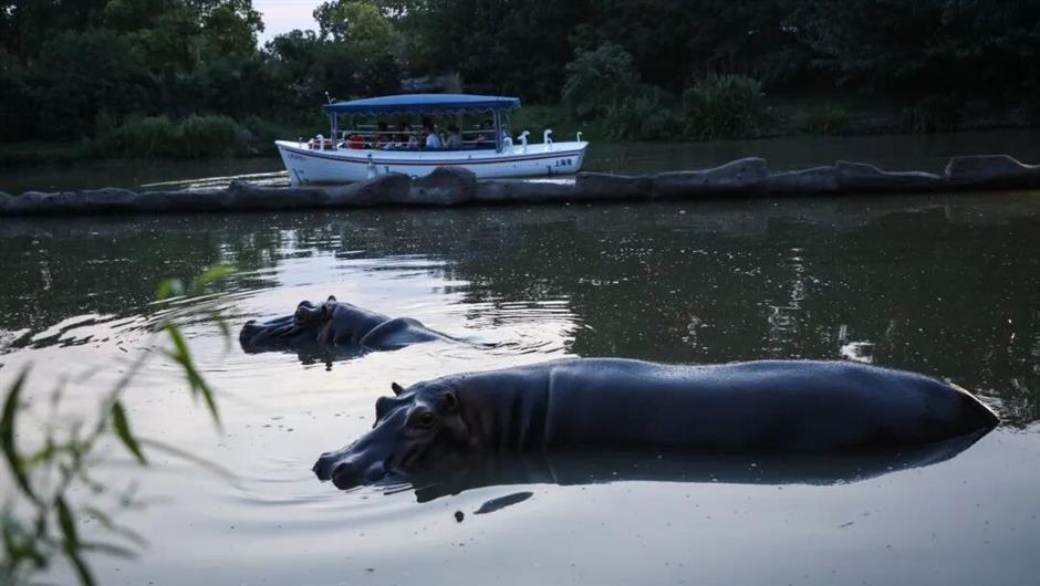 Shanghai Wild Animal Park's 'Night Safari' is Back for the Summer