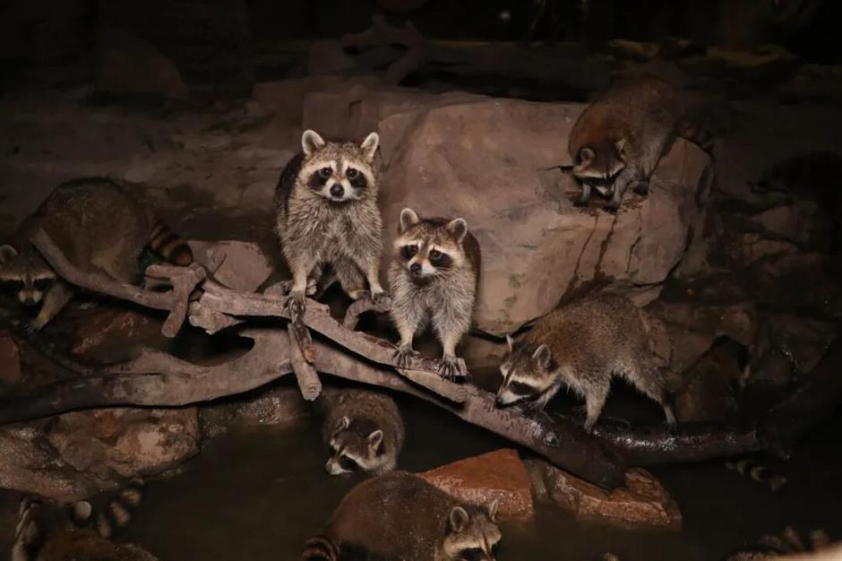 Shanghai Wild Animal Park's 'Night Safari' is Back for the Summer