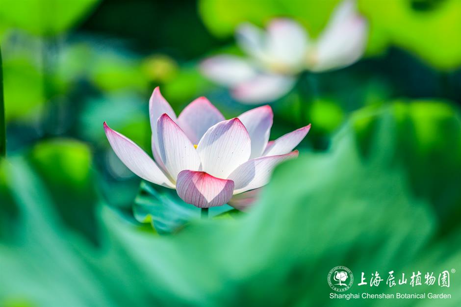 荷风满庭芳,辰山植物园开启夏日赏荷盛宴