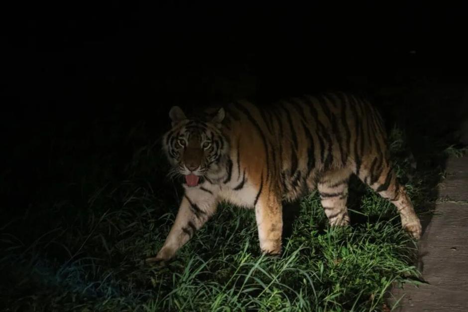 Shanghai Wild Animal Park's 'Night Safari' is Back for the Summer