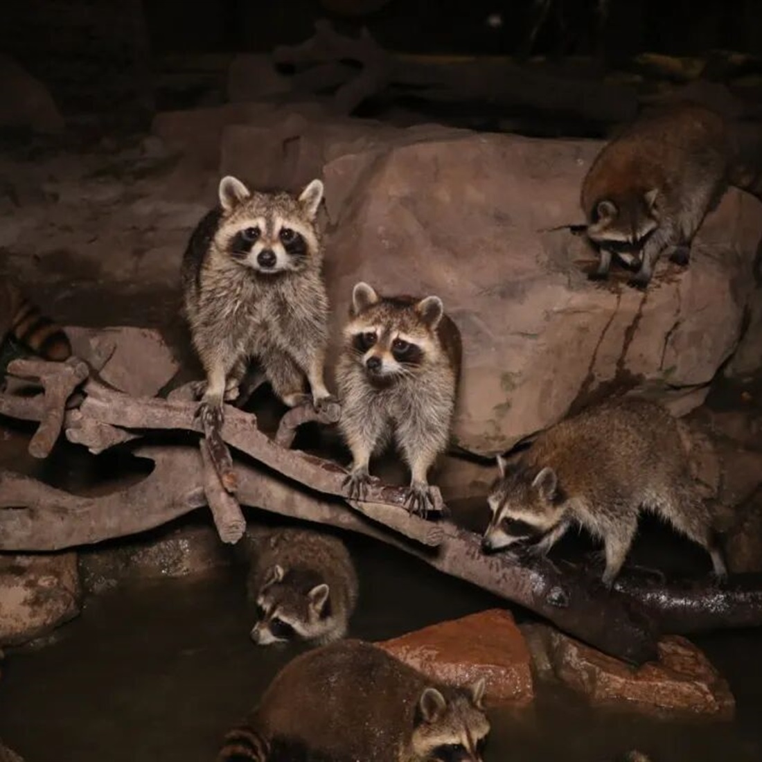 Shanghai Wild Animal Park's 'Night Safari' is Back for the Summer