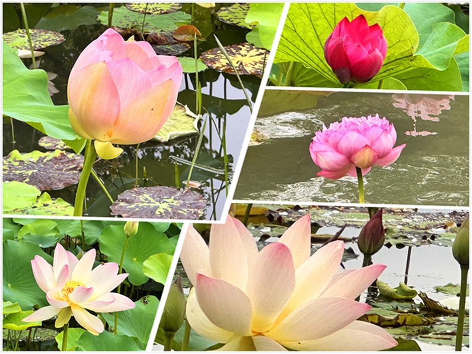 Dragon Boat Festival Activities Power Local Economy