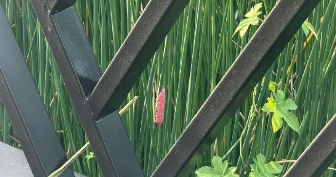 Heavy Rains Spark Fears of Apple Snail Invasion as Red Eggs Appear in Shanghai Parks