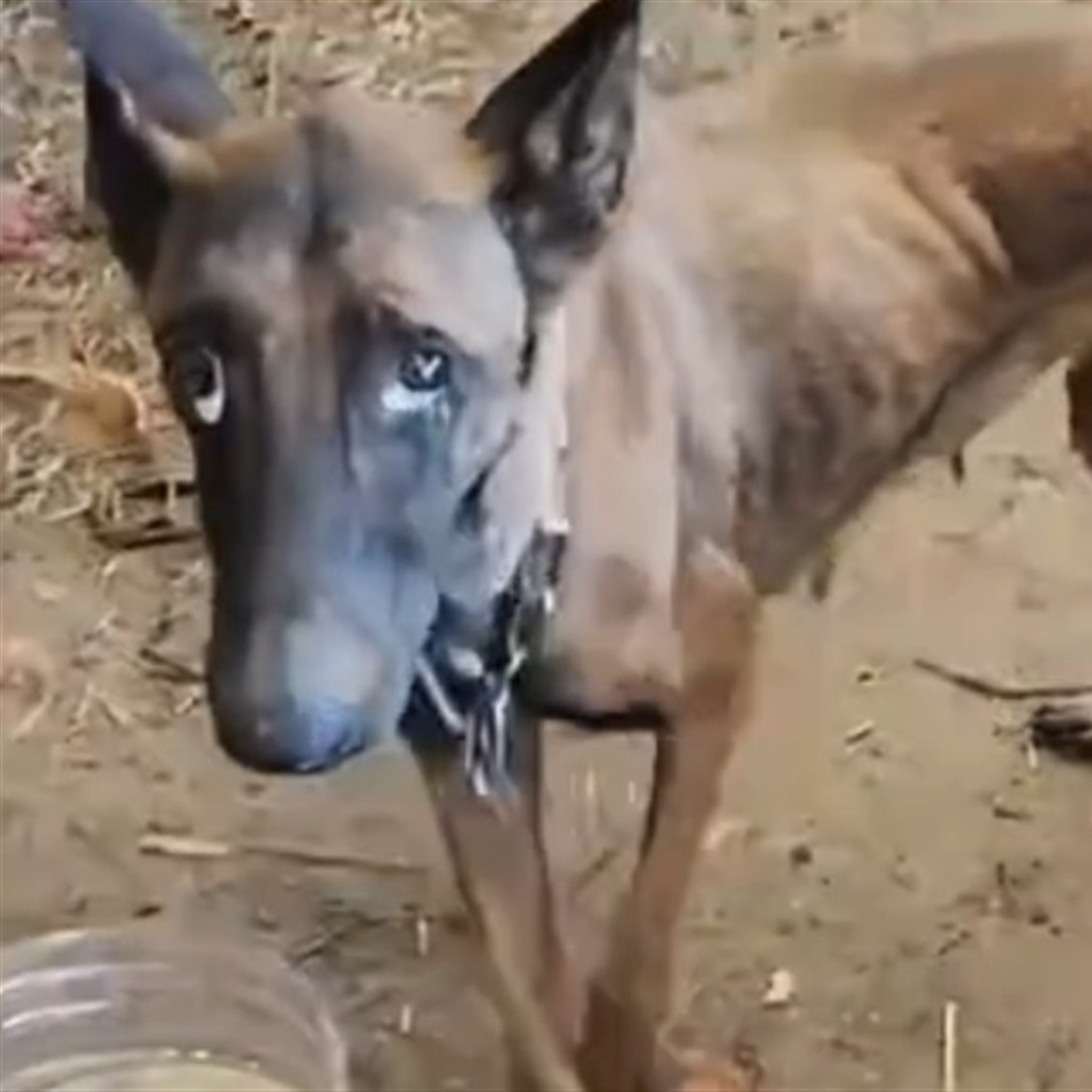 Dog Swept Away by Flood Returns Home After 10 Days in Guangxi