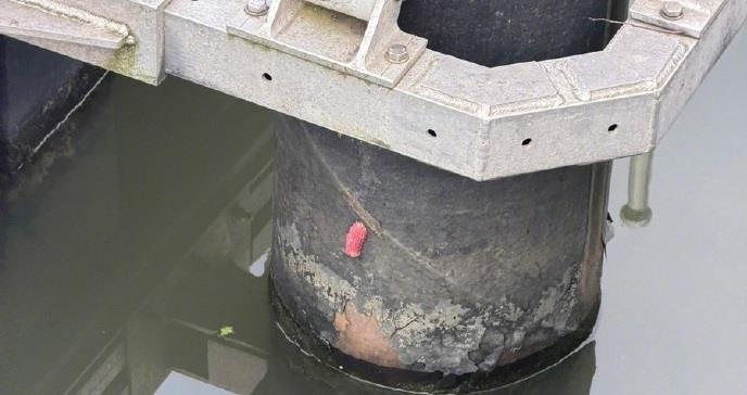 Heavy Rains Spark Fears of Apple Snail Invasion as Red Eggs Appear in Shanghai Parks