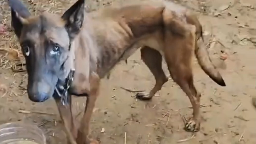 Dog Swept Away by Flood Returns Home After 10 Days in Guangxi