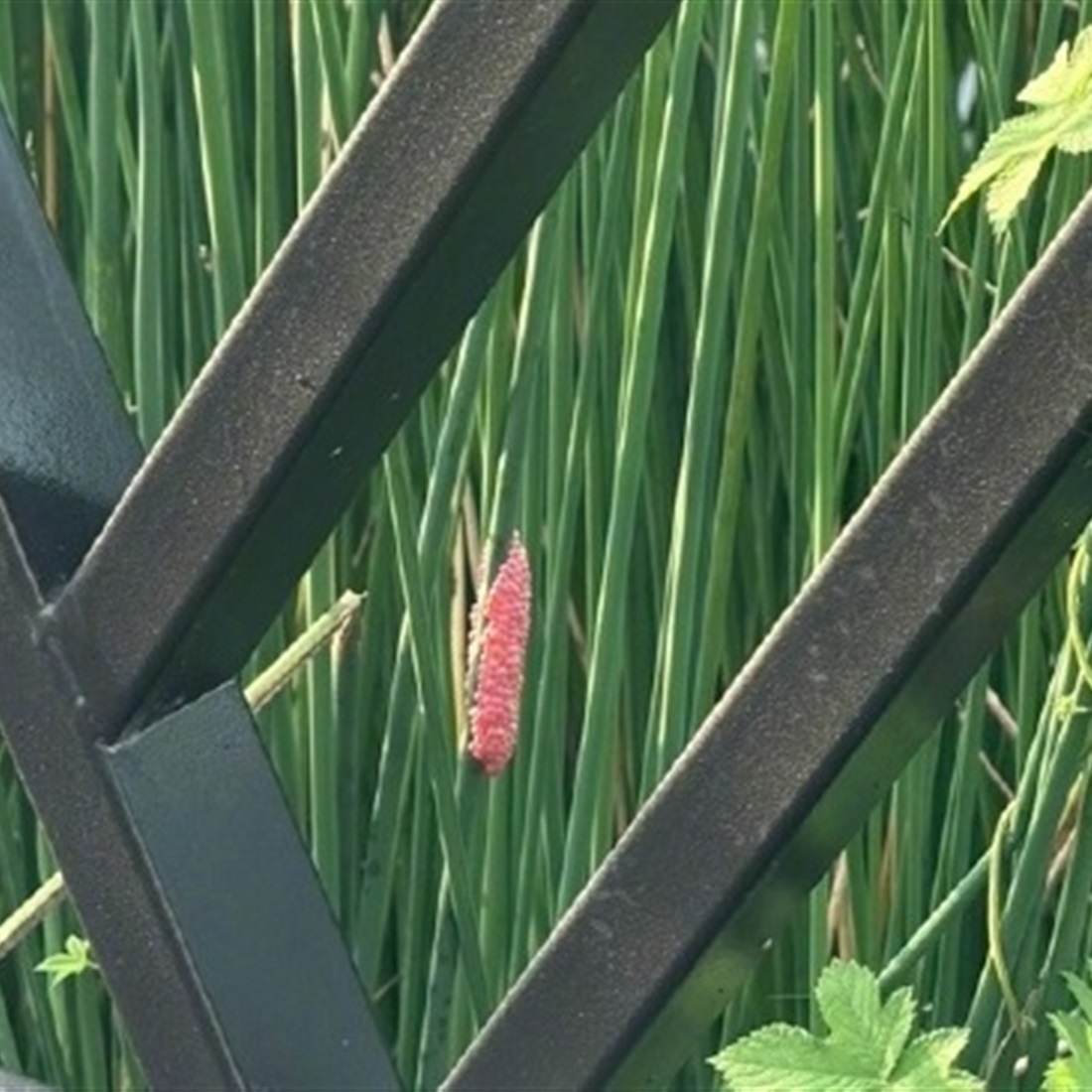 Heavy Rains Spark Fears of Apple Snail Invasion as Red Eggs Appear in Shanghai Parks