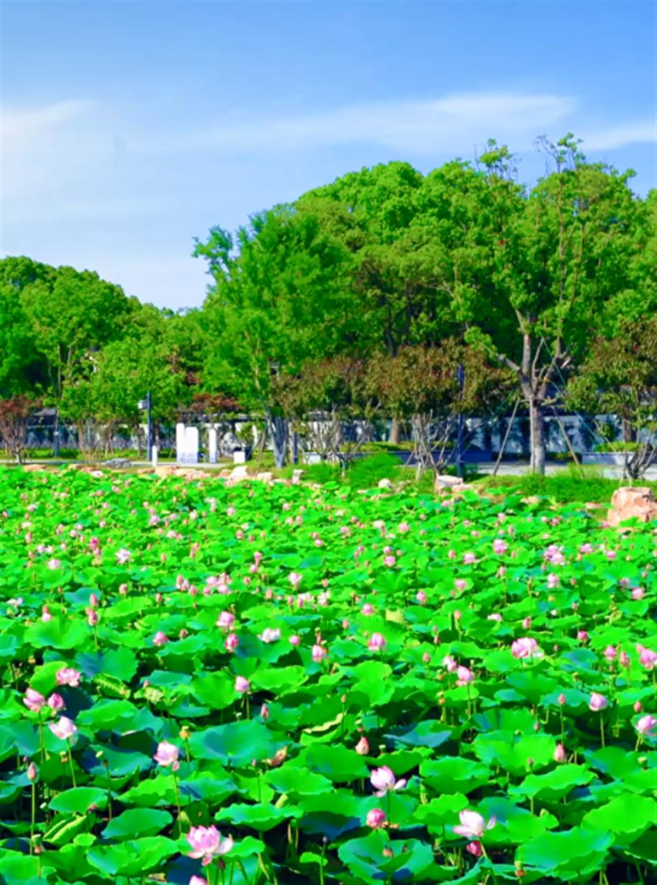 江南の夏を感じる、上海で訪れたいハスの名所5選