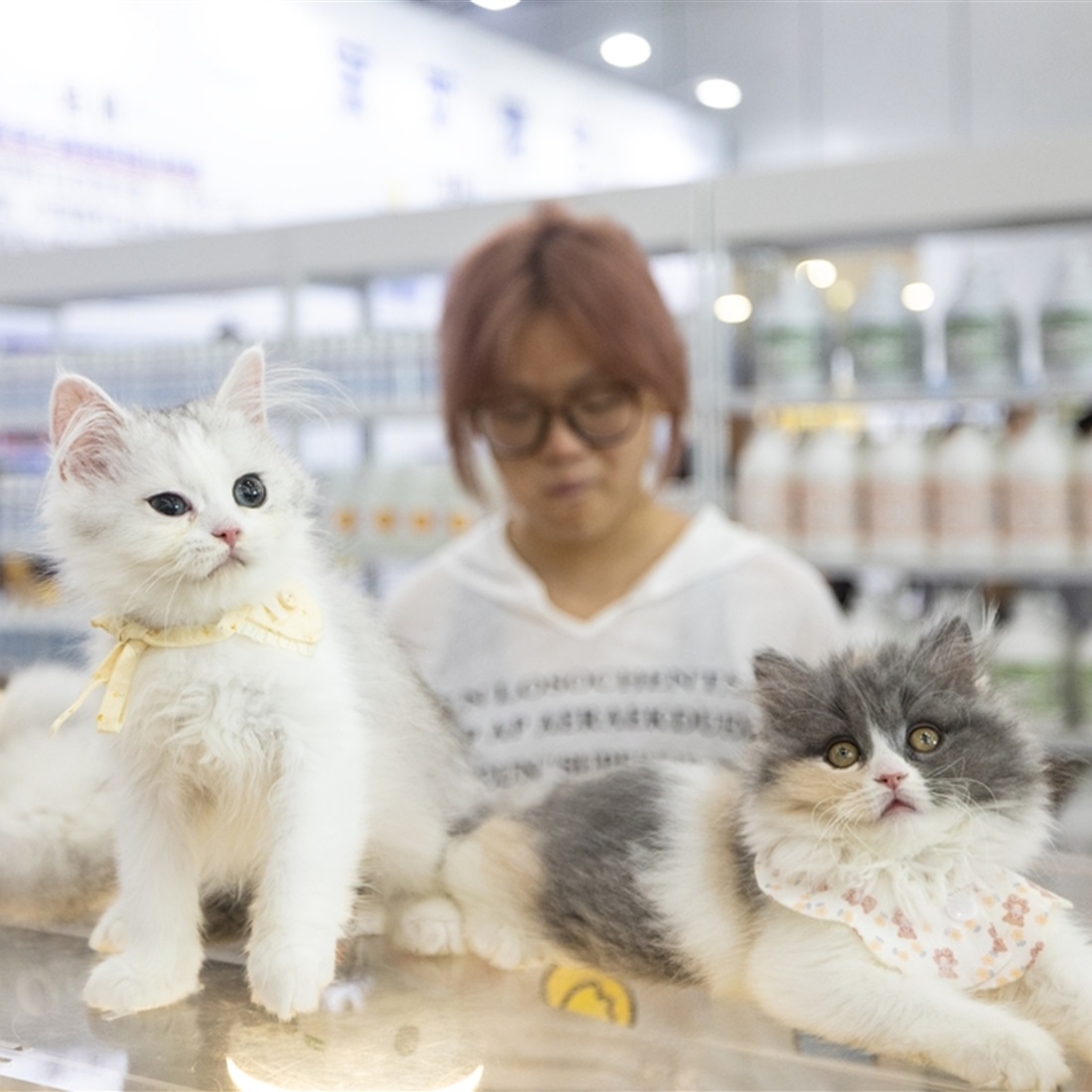 It's a Dog-Eat-Dog Sphere in the Pampered Pets Industry