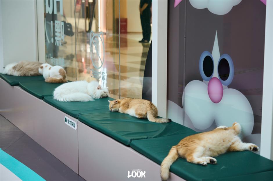 Pop-up Cat Paradise Opens in Shanghai for Feline Lovers