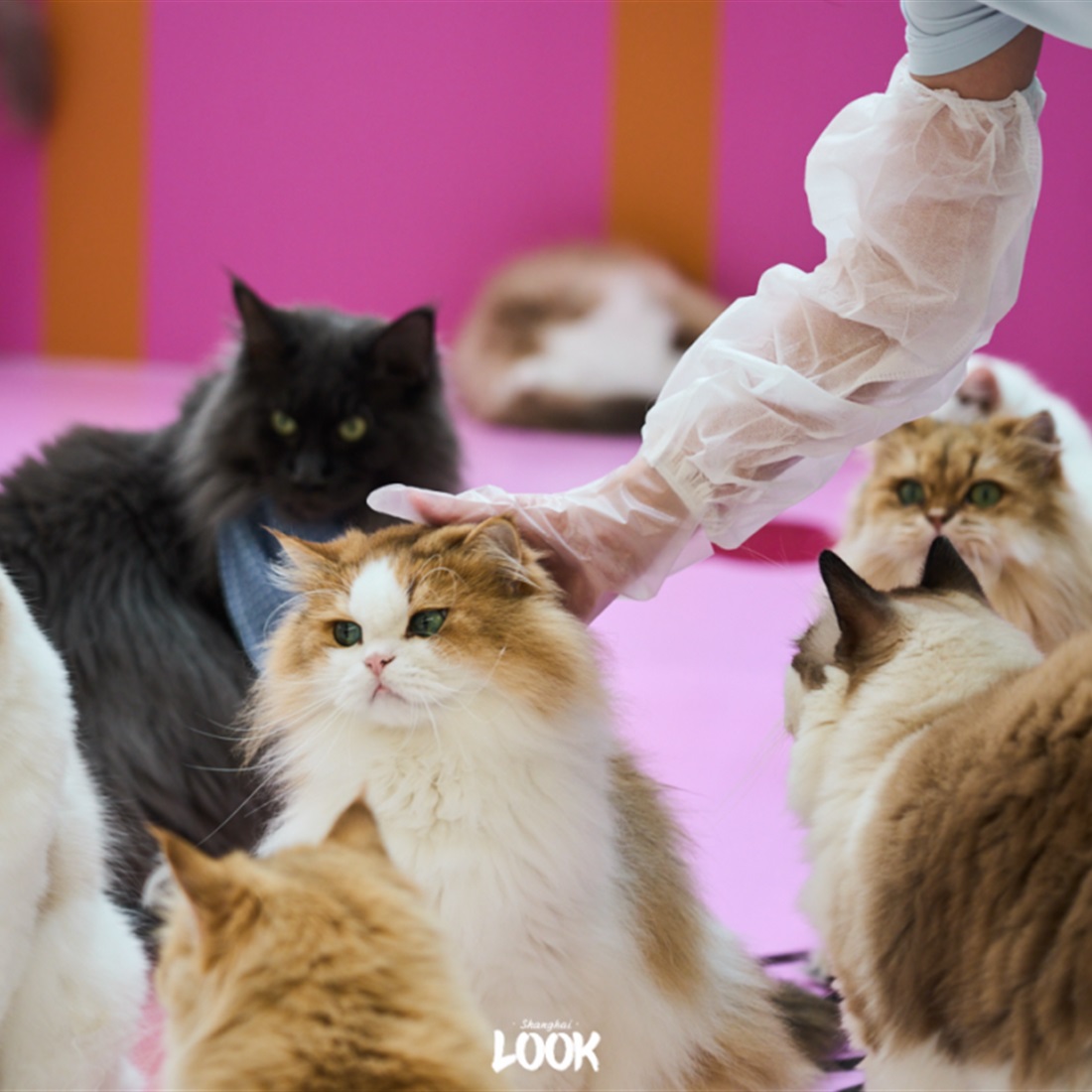 Pop-up Cat Paradise Opens in Shanghai for Feline Lovers