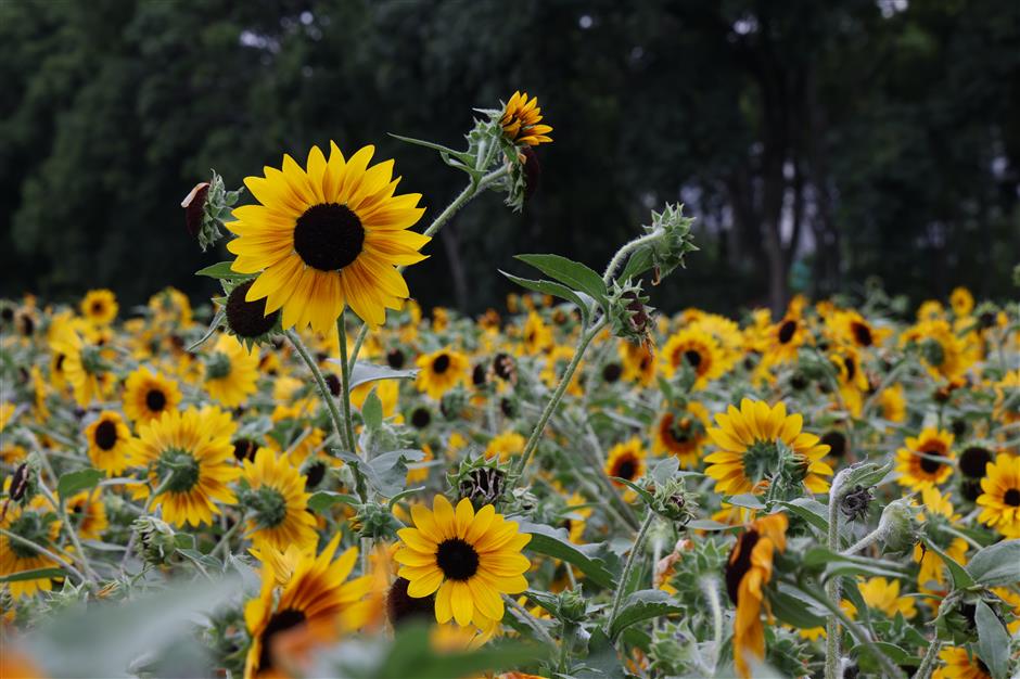 [Weather] No End in Sight for Shanghai's Heatwave as Orange Alert Issued