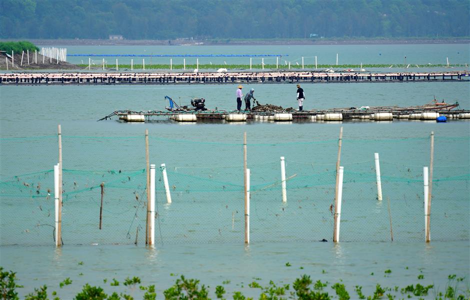 [Weather] Cute Name, Fierce Bite: Shanghai Braces for Dolphin Impact