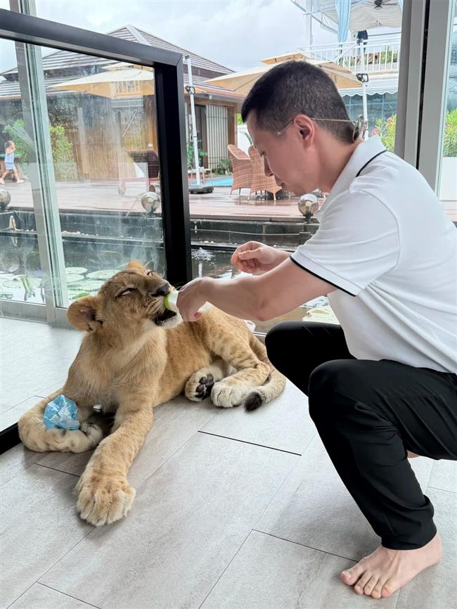 Chinese Tourist Bitten by Lion at Phuket 'Lion Café'