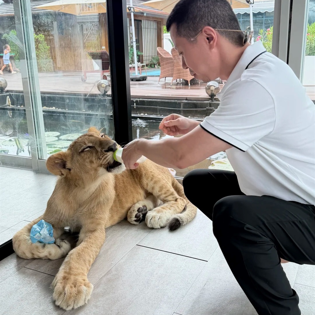 Chinese Tourist Bitten by Lion at Phuket 'Lion Café'