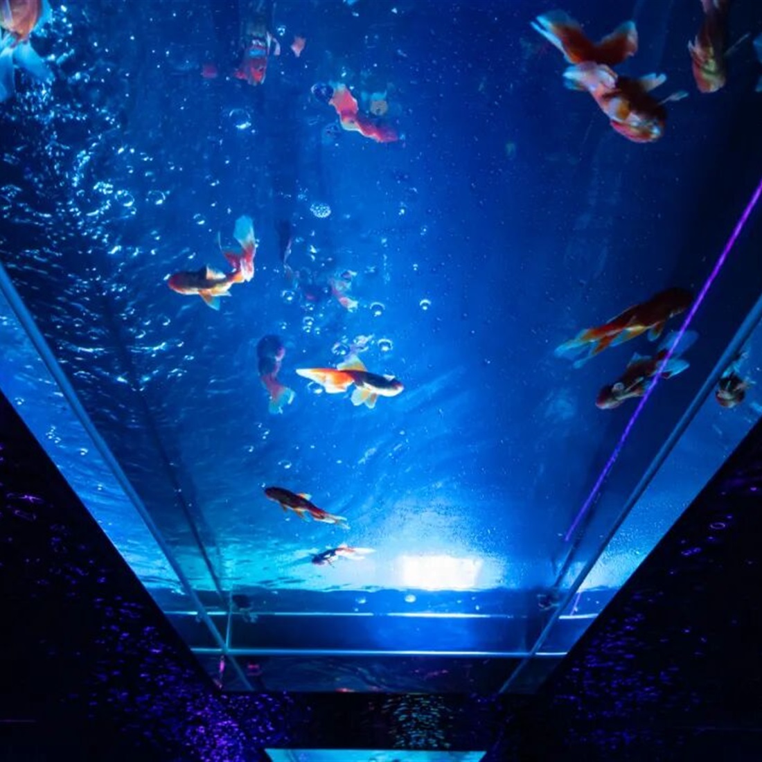 Goldfish Theater: Immersive Art Experience Opens on the Bund