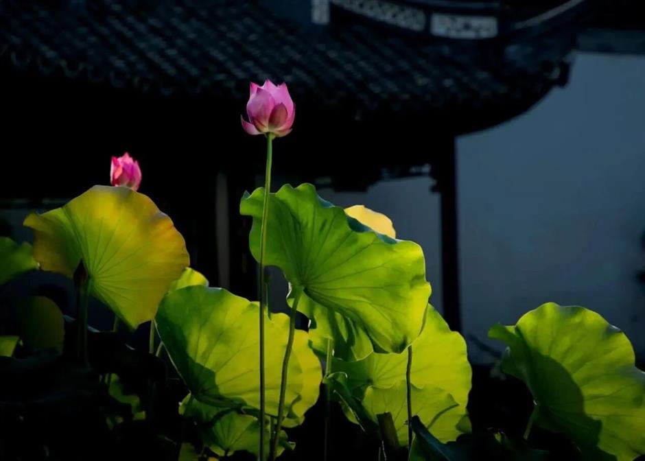 A Leisurely Wander in Songjiang After the Rain