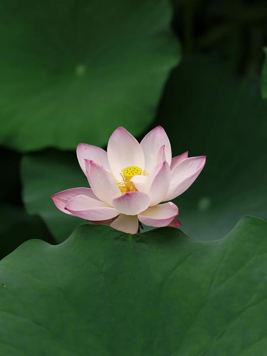 Shanghai's exclusive lotus scenery after the rain! All free to enjoy →