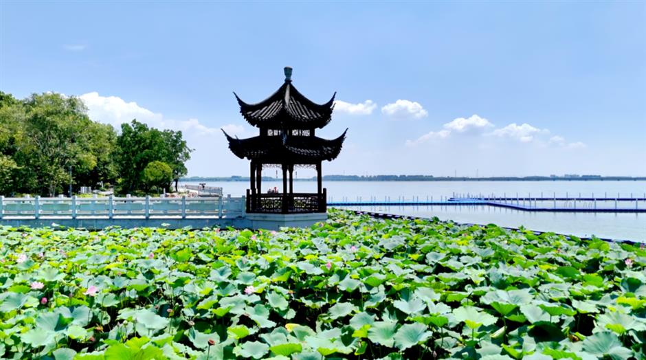 Shanghai's exclusive lotus scenery after the rain! All free to enjoy →