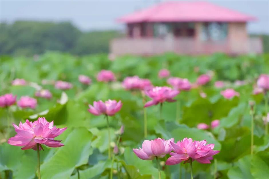 Shanghai's exclusive lotus scenery after the rain! All free to enjoy →