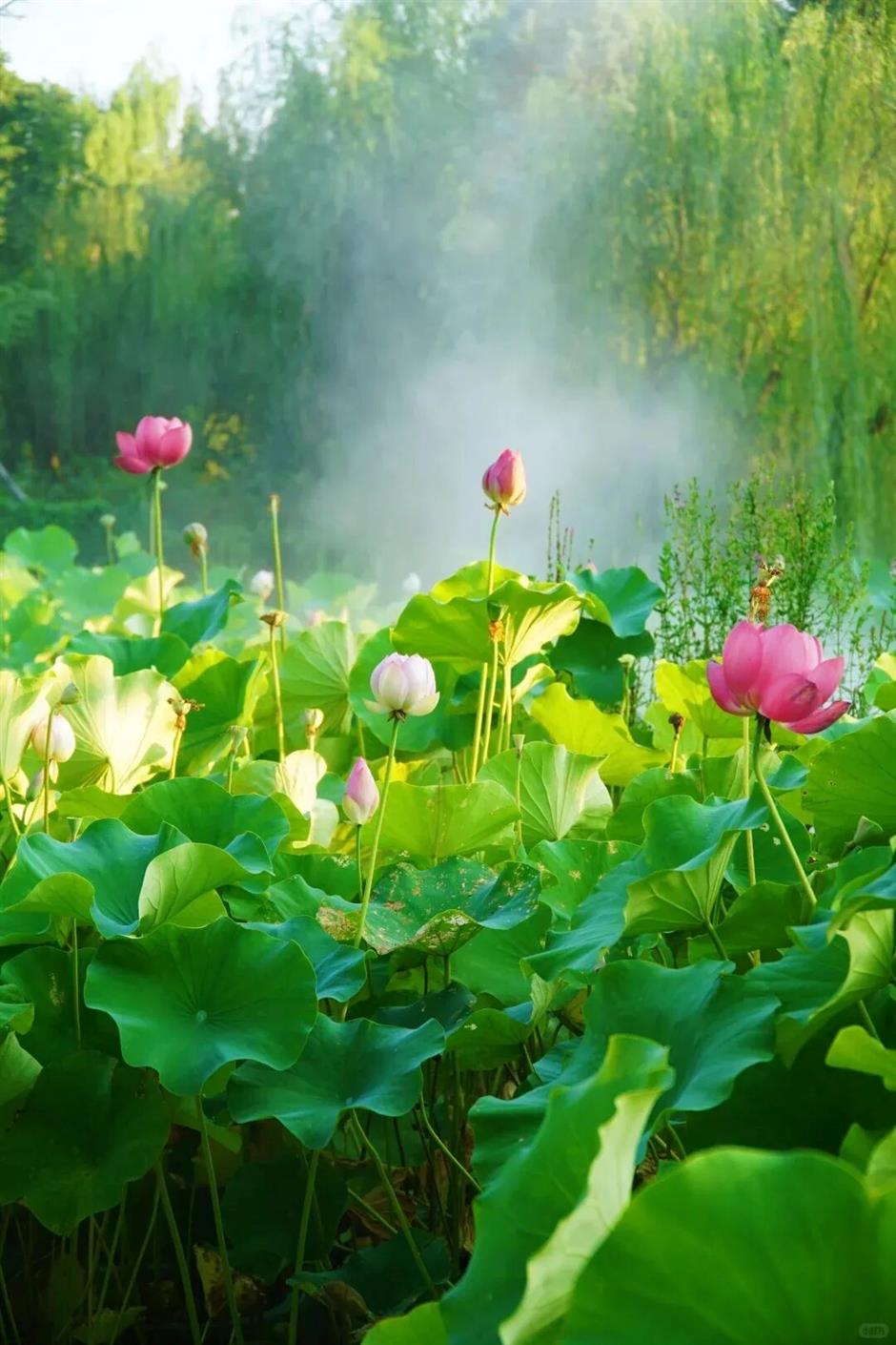 Shanghai's exclusive lotus scenery after the rain! All free to enjoy →