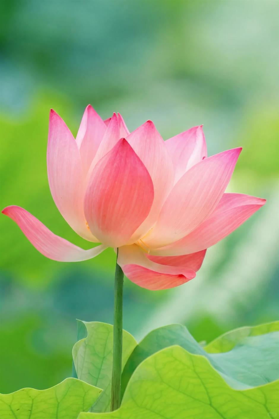 Shanghai's exclusive lotus scenery after the rain! All free to enjoy →