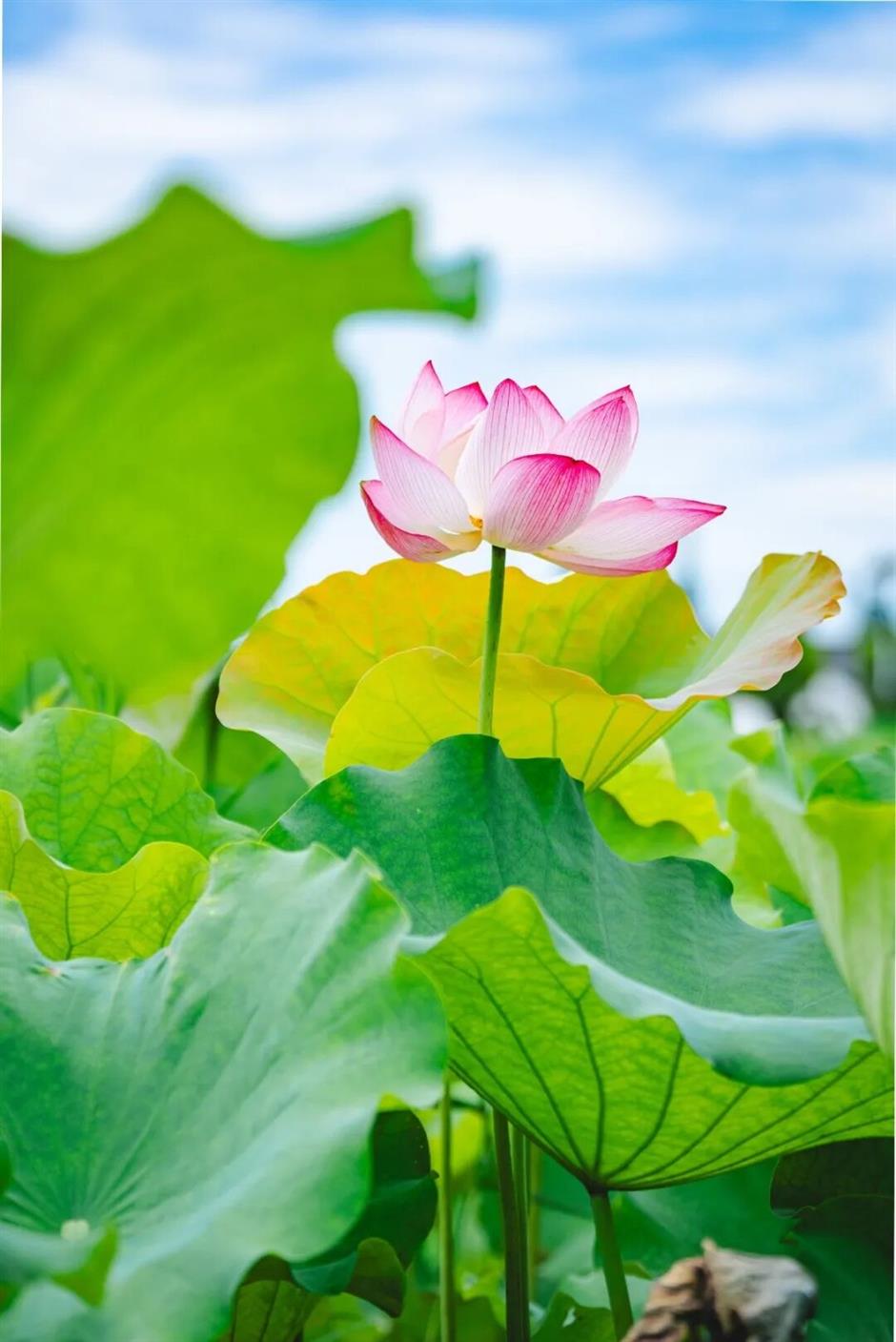 Shanghai's exclusive lotus scenery after the rain! All free to enjoy →