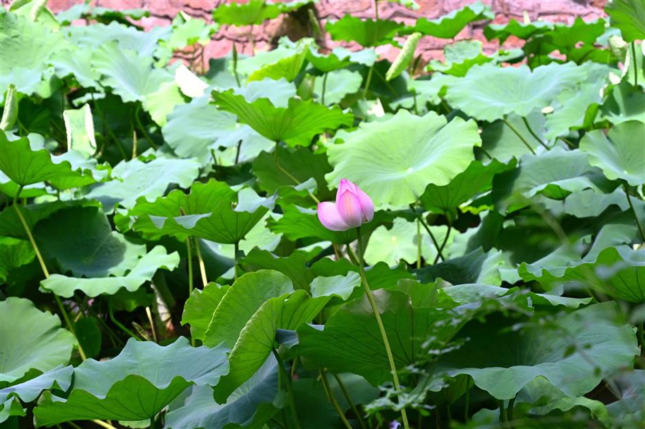 Minhang Enjoys a Greener, Brighter Summer