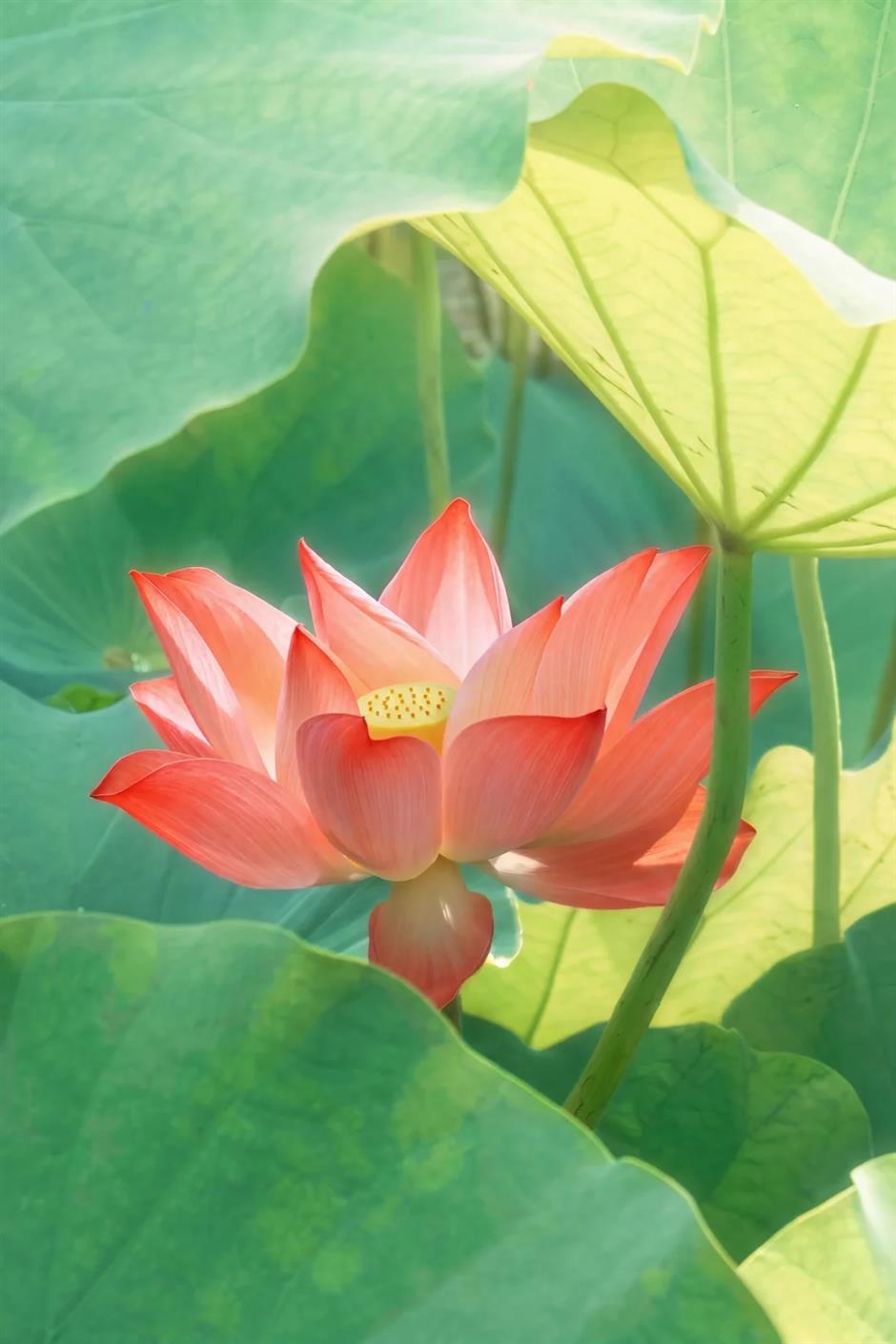 Shanghai's exclusive lotus scenery after the rain! All free to enjoy →