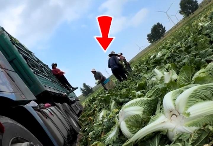 Shanghai Vegetable Wholesaler Steps Up Inspections After Cabbage Formaldehyde Scare