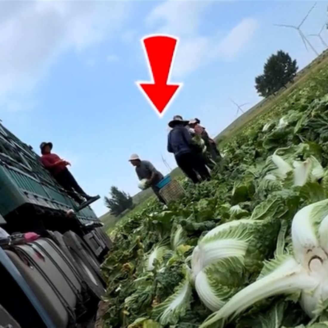 Shanghai Vegetable Wholesaler Steps Up Inspections After Cabbage Formaldehyde Scare