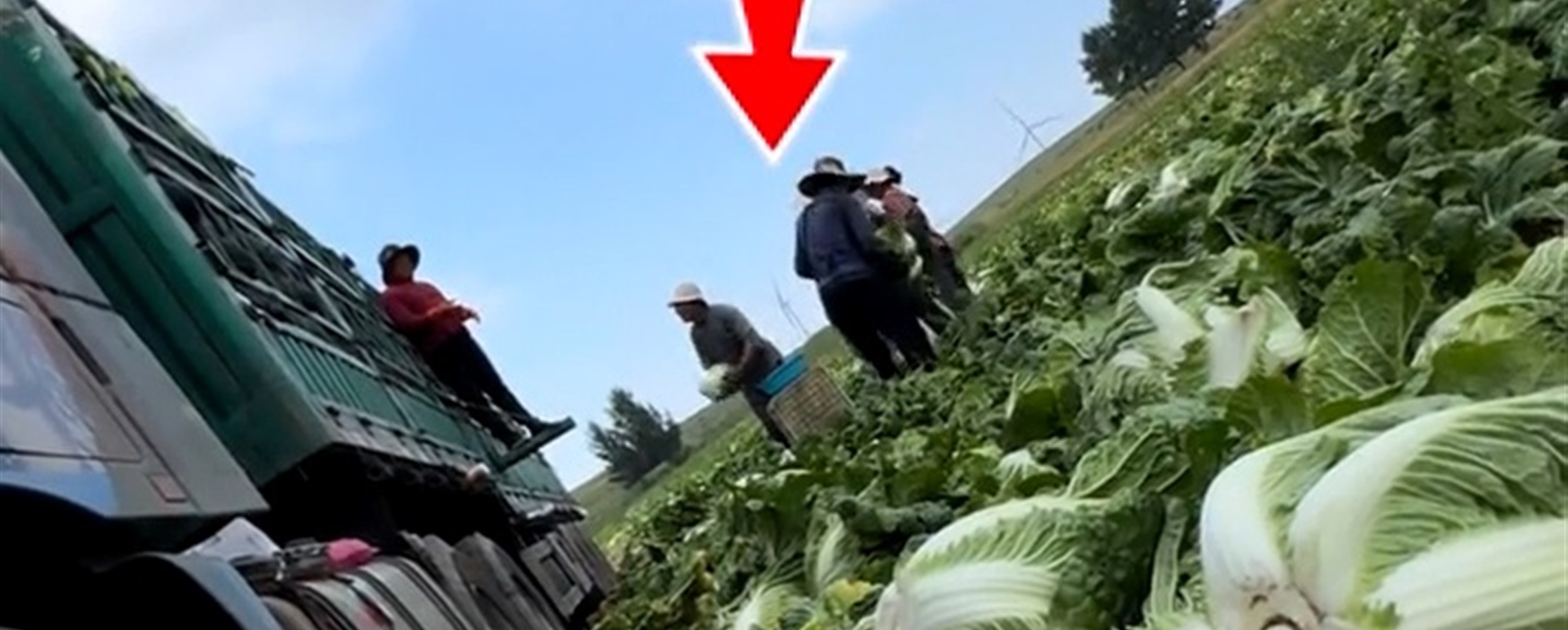 Shanghai Vegetable Wholesaler Steps Up Inspections After Cabbage Formaldehyde Scare