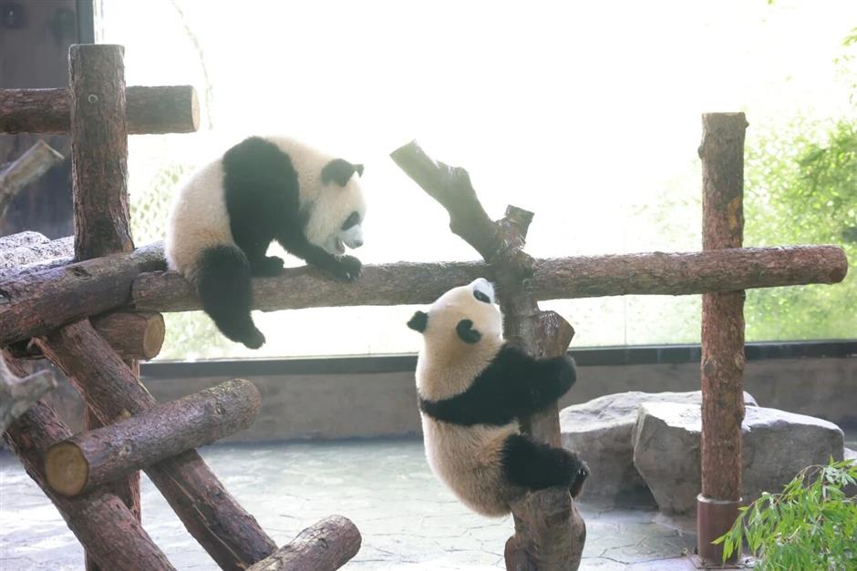 Shanghai Wild Animal Park Celebrates Panda Cubs' Birthday With New Programs