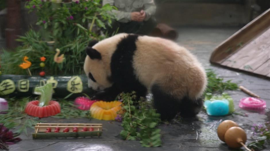 Shanghai Wild Animal Park Celebrates Panda Cubs' Birthday With New Programs