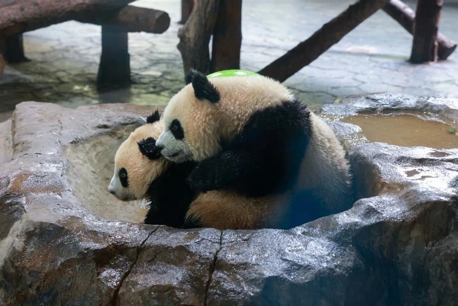 Shanghai Wild Animal Park Celebrates Panda Cubs' Birthday With New Programs