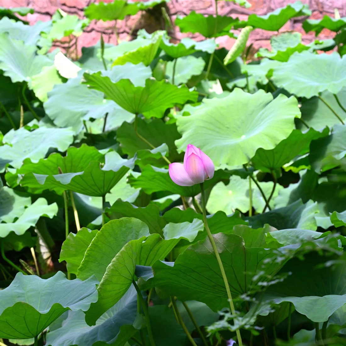 Minhang Enjoys a Greener, Brighter Summer
