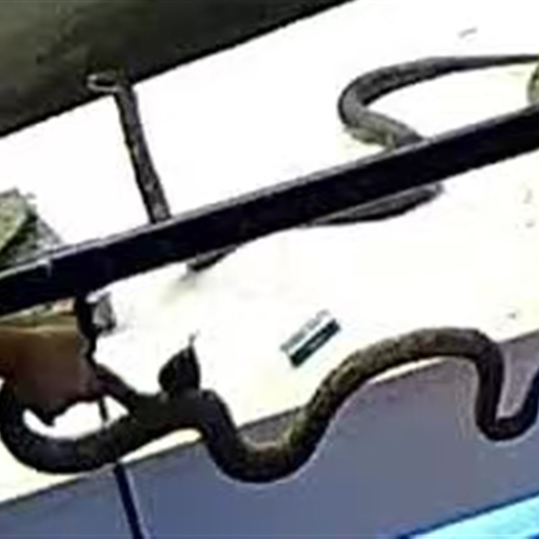 Museum Says Rare Snake Specimens Damaged By Children In Beijing
