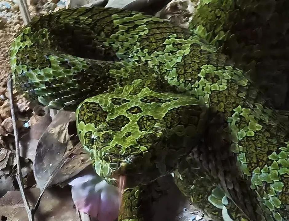 Donor Urges Glass Casing After Rare Snake Specimen Damaged at Museum