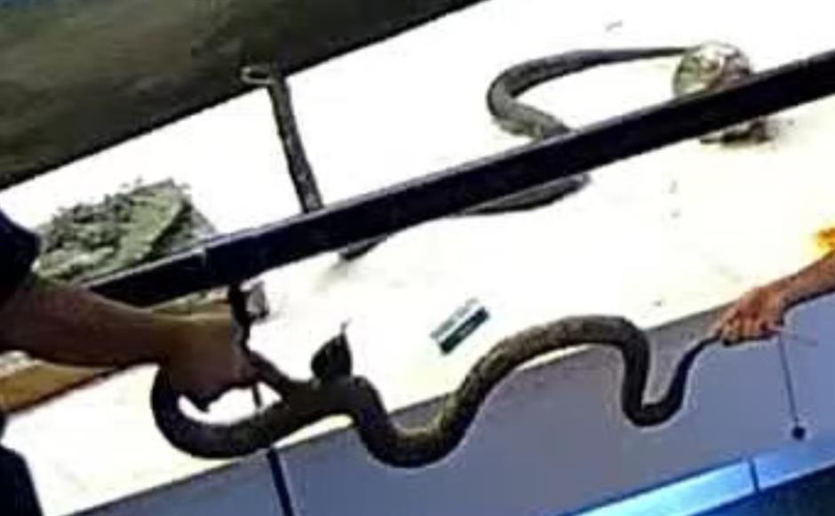 Donor Urges Glass Casing After Rare Snake Specimen Damaged at Museum