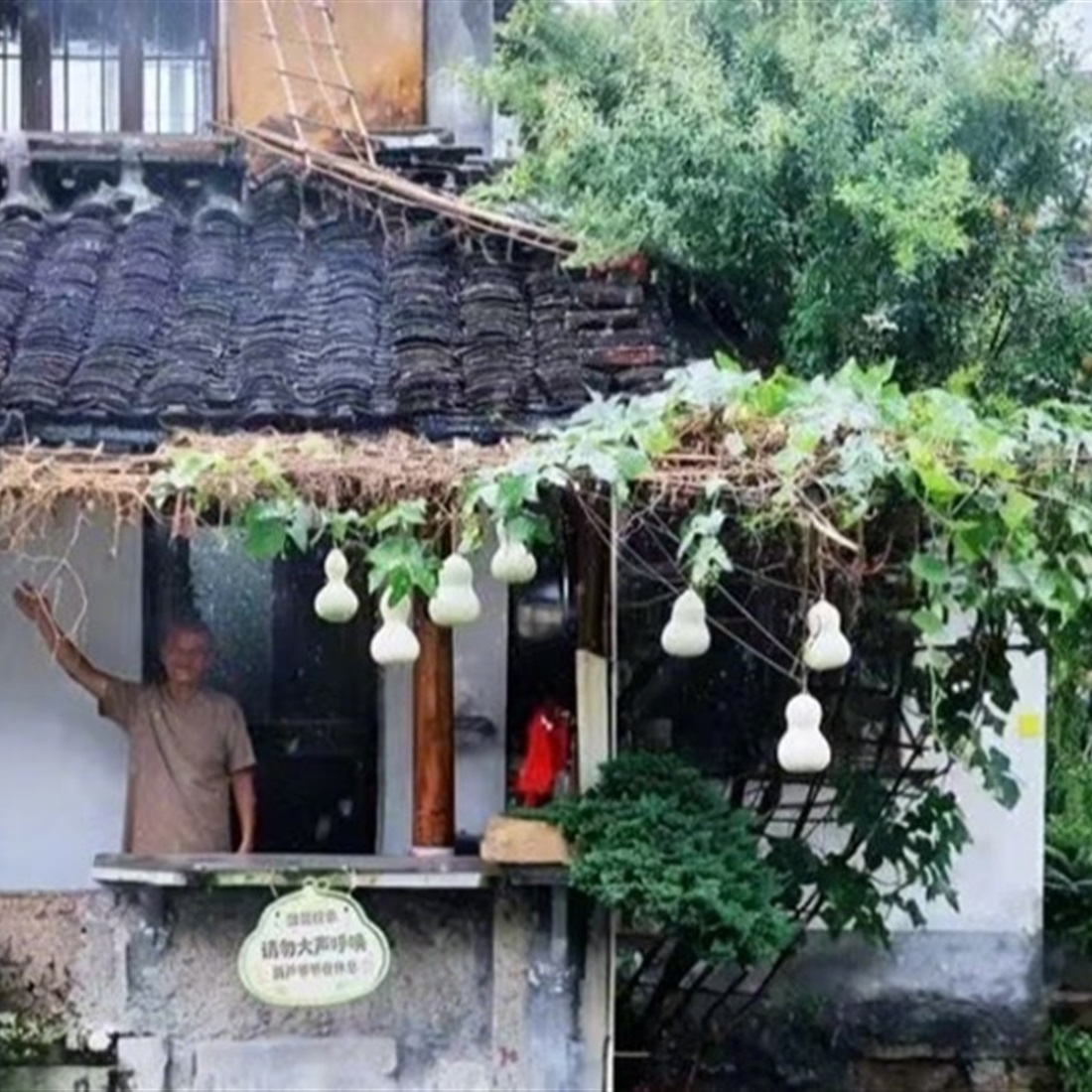 Viral 'Calabash Grandpa' Cuts Down Gourds After Tourist Crowds Overwhelm Home