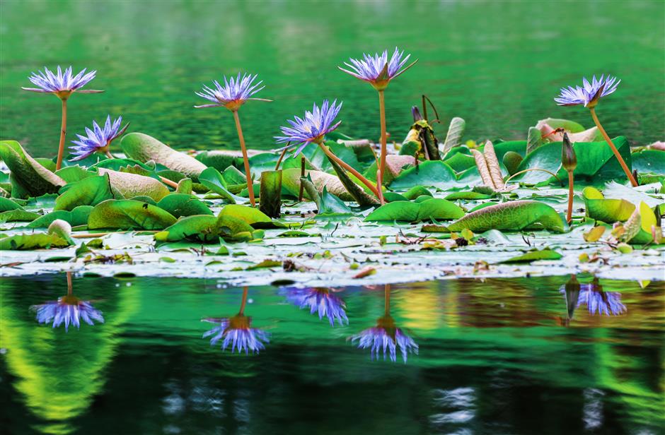 Water Lily Exhibition Blooms at Chenshan Botanical Garden