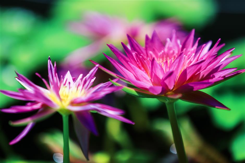 Water Lily Exhibition Blooms at Chenshan Botanical Garden