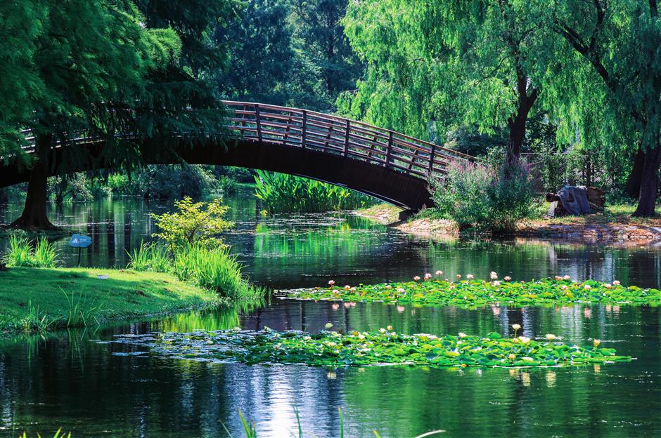 Water Lily Exhibition Blooms at Chenshan Botanical Garden