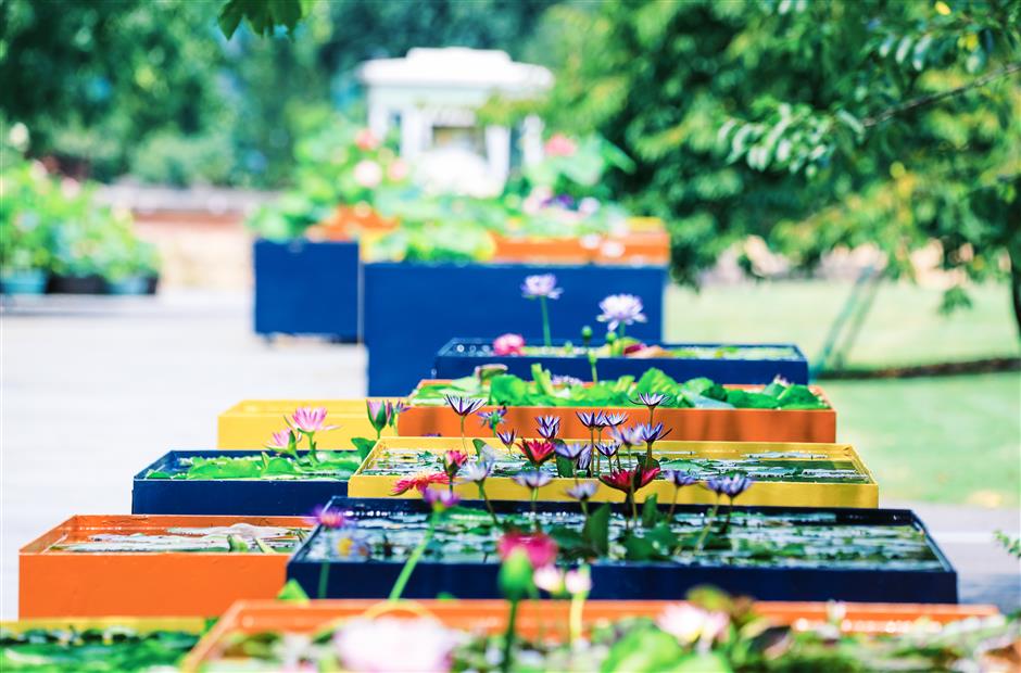 Water Lily Exhibition Blooms at Chenshan Botanical Garden