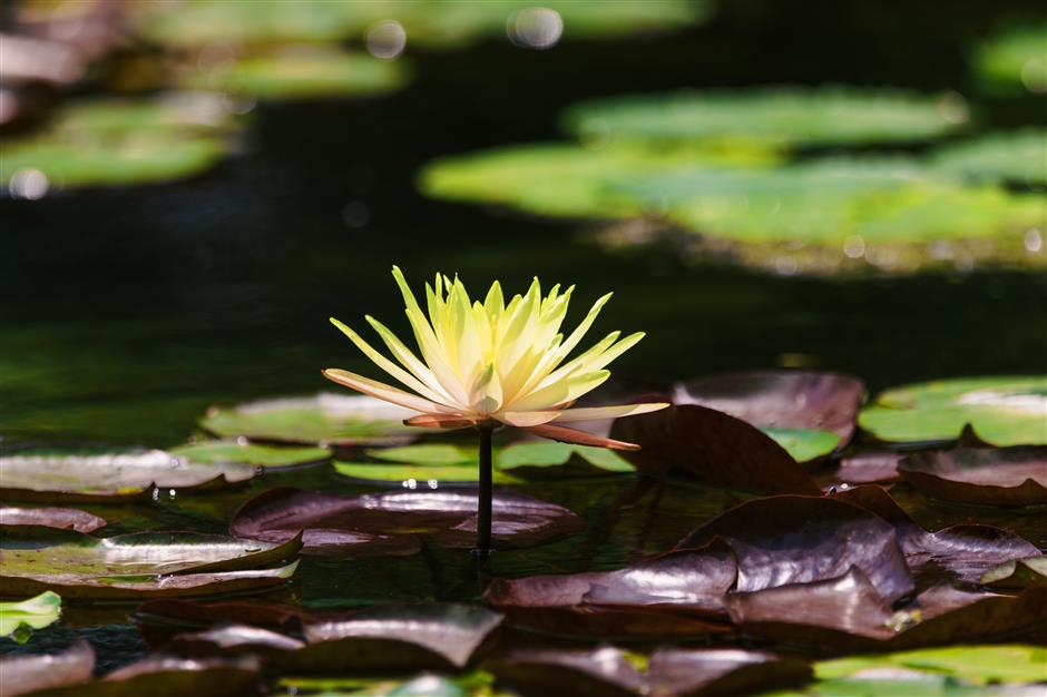 Water Lily Exhibition Blooms at Chenshan Botanical Garden