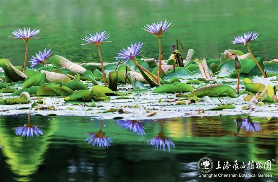 这里的秋天藏不住了!夜游、睡莲、潮玩、童话一次集齐