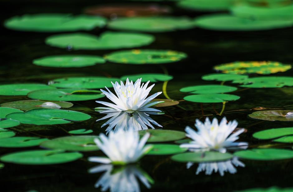 Water Lily Exhibition Blooms at Chenshan Botanical Garden