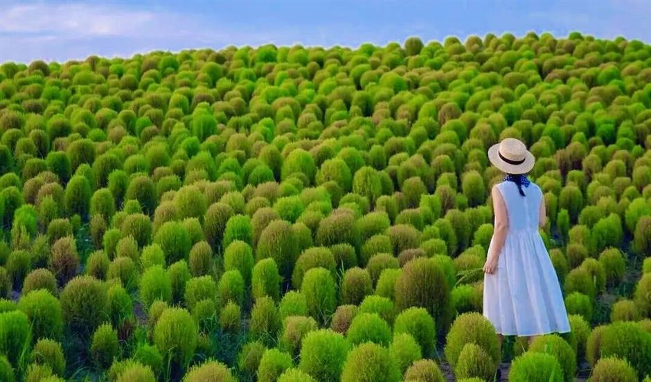 抹茶绿+梦幻紫!别错过上海初秋限定!