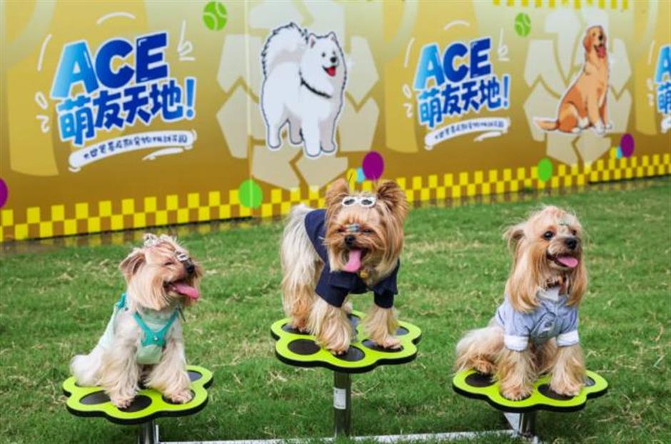 Shanghai Rolex Masters Goes Pet-Friendly as 'ACE Wonderland' Returns
