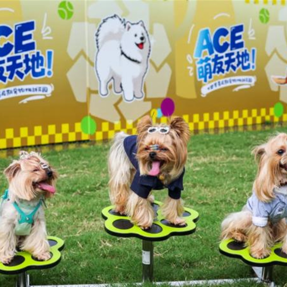 Shanghai Rolex Masters Goes Pet-Friendly as 'ACE Wonderland' Returns